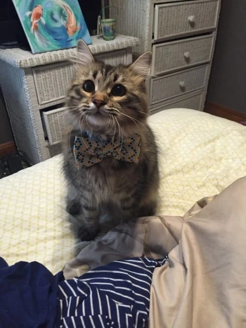 Olha, um gatinho com uma Gravata Borboleta!